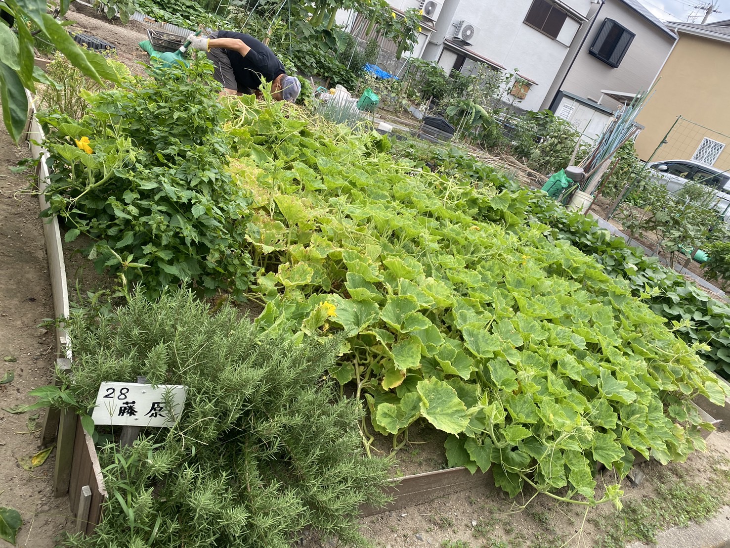 高槻市 除草　株式会社ENISIAの除草作業レポート