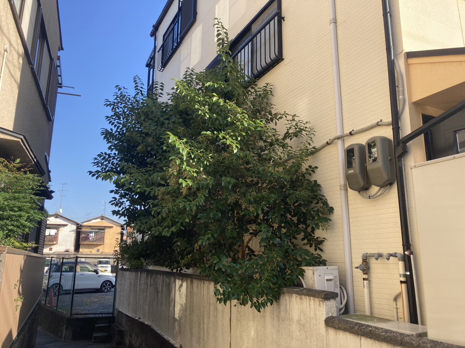 三田市 伐採：ENISIA兵庫店の伐採レポート