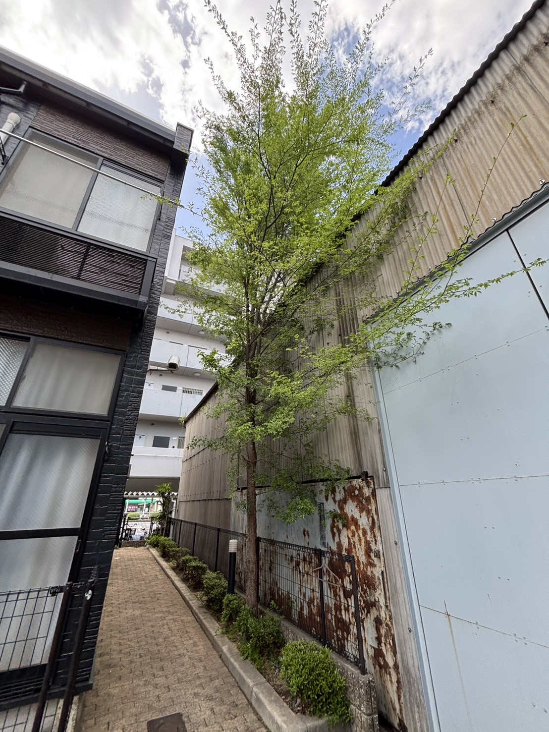 大阪市 伐採：株式会社ENISIAの伐採作業レポート