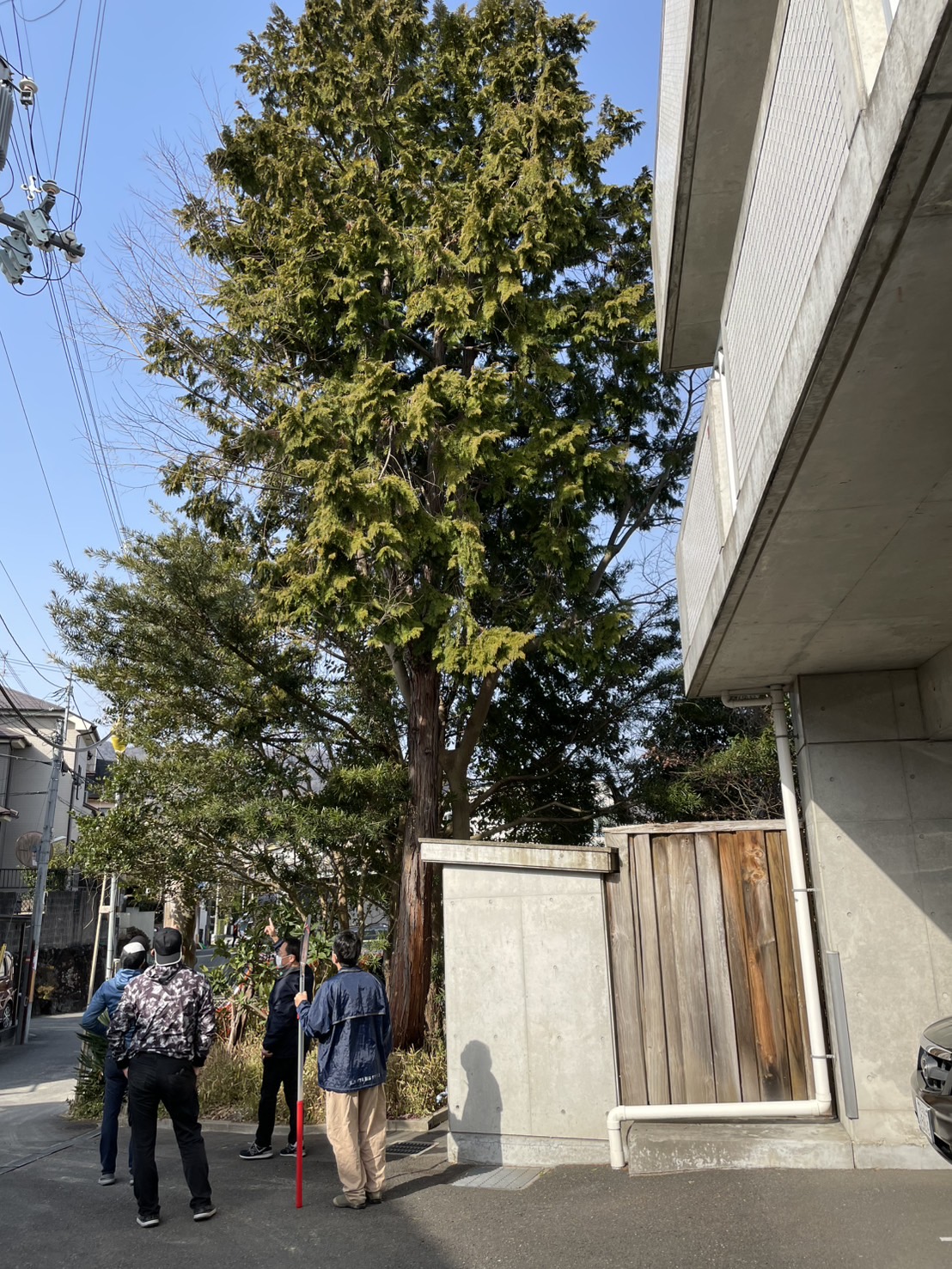 東大阪市 高木 伐採：株式会社ENISIAの高木 伐採作業レポート