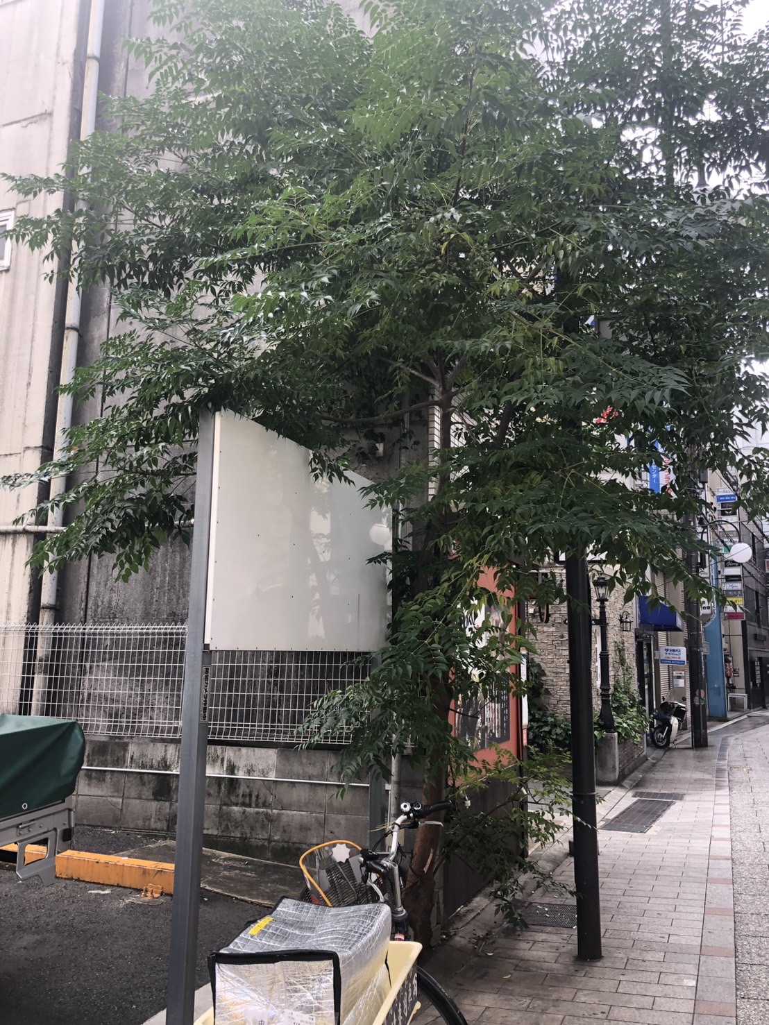 大阪市 伐採：株式会社ENISIAの伐採作業レポート