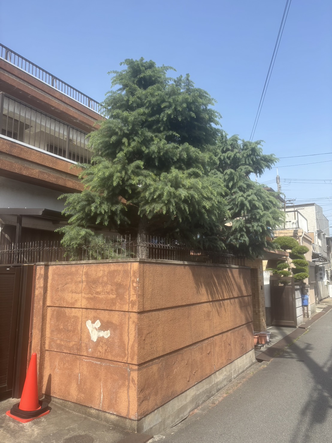 大阪市 伐採：株式会社ENISIAの伐採作業レポート