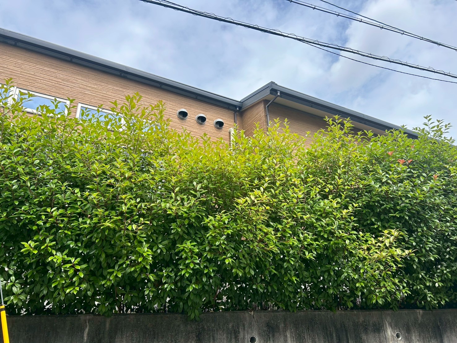 尼崎市 剪定：ENISIA兵庫店の剪定レポート