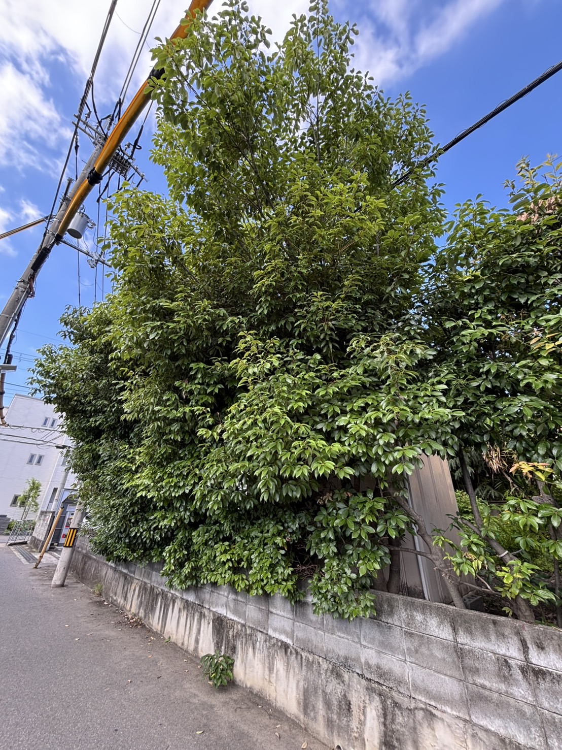 大阪市 除草 伐採：株式会社ENISIAの除草 伐採作業レポート
