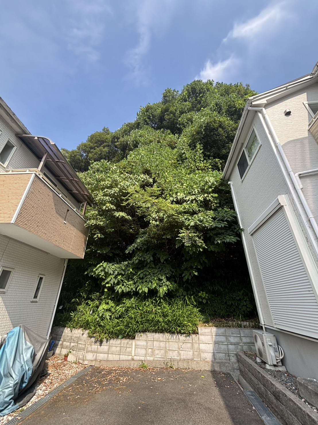 堺市 伐採 除草：株式会社ENISIAの伐採 除草作業レポート