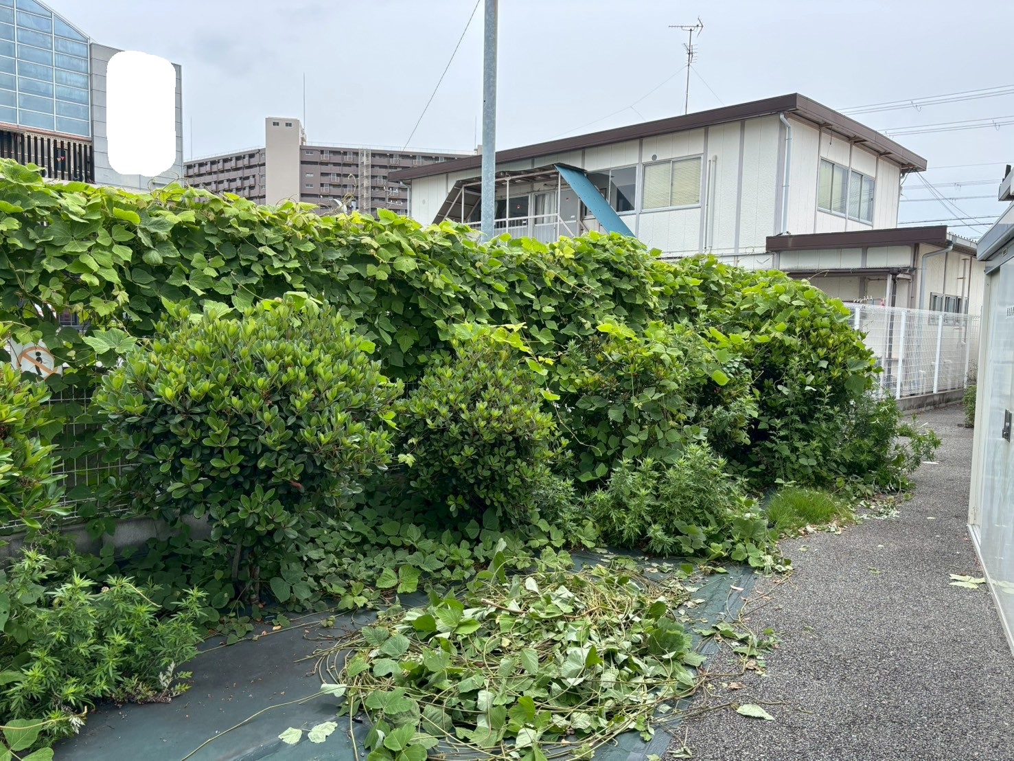 三田市 剪定 つる取り：ENISIA兵庫店の剪定 つる取りレポート