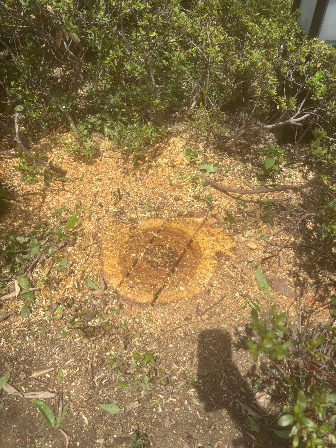 大阪市 伐採：株式会社ENISIAの伐採作業レポート