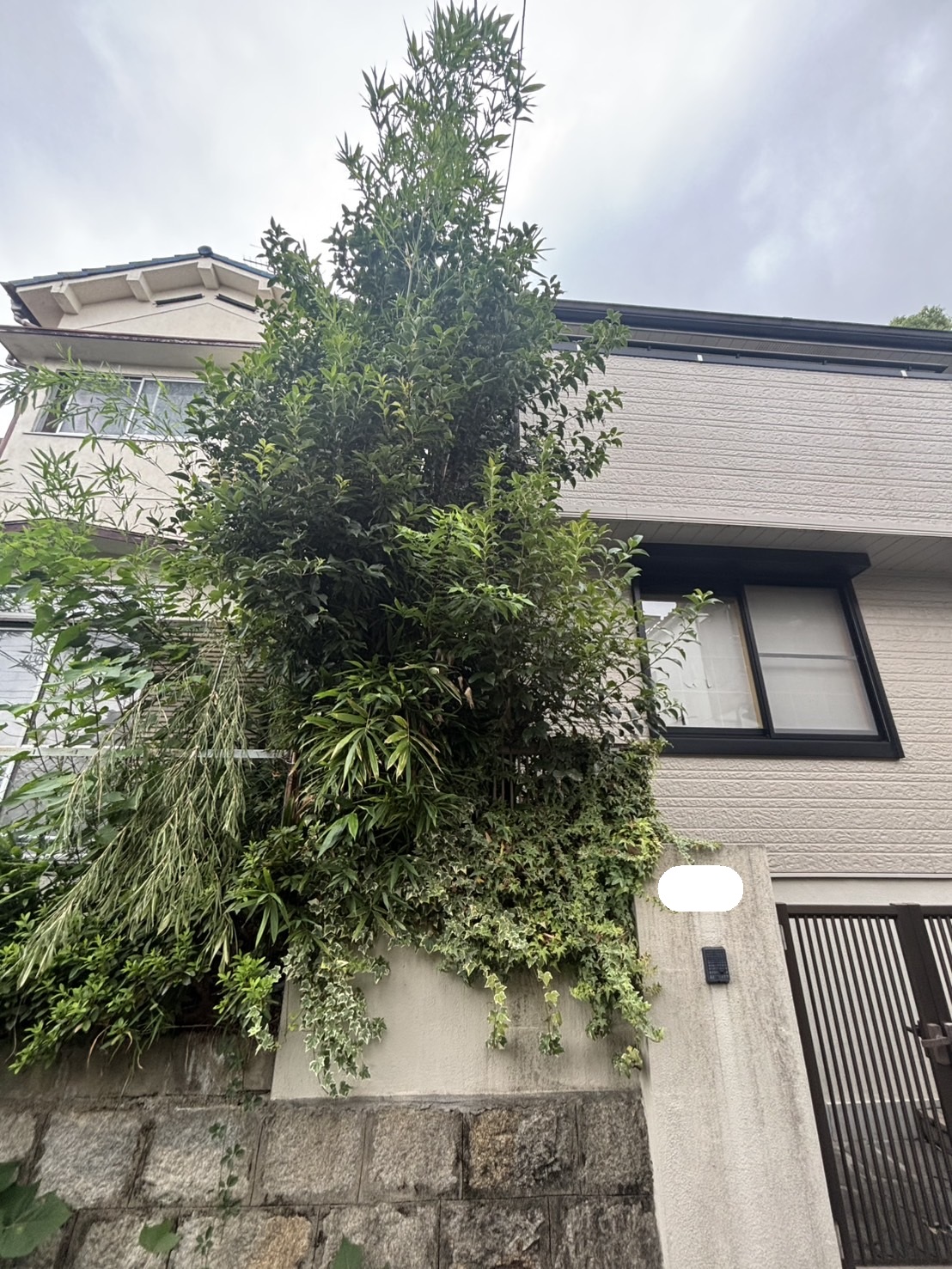 門真市 伐採：株式会社ENISIAの伐採作業レポート