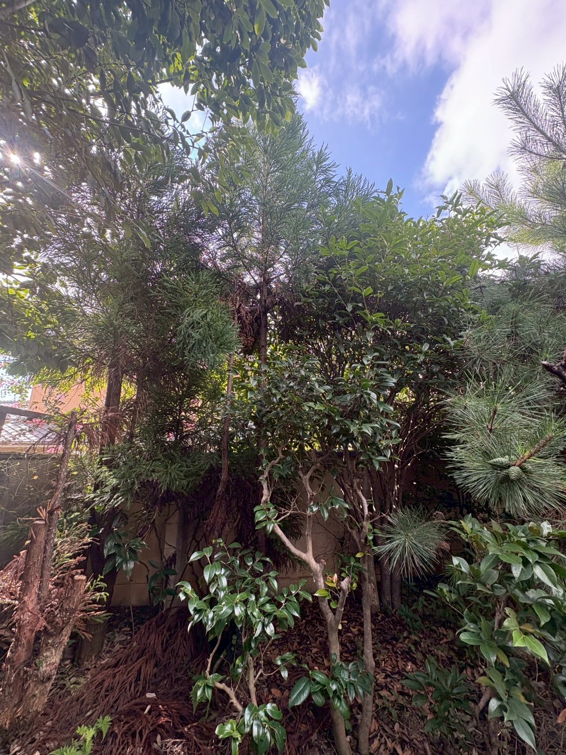 八幡市 伐採 剪定：ENISIA京都店の伐採 剪定レポート