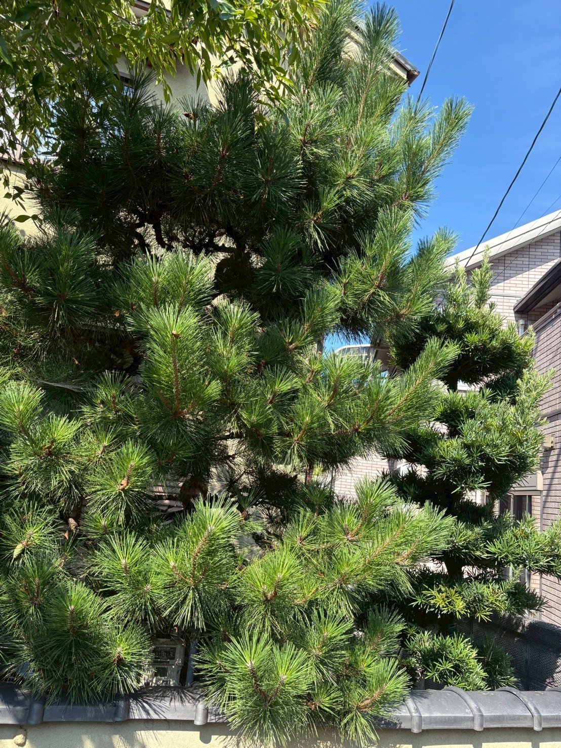 京都市 松 剪定：ENISIA京都店の松 剪定レポート