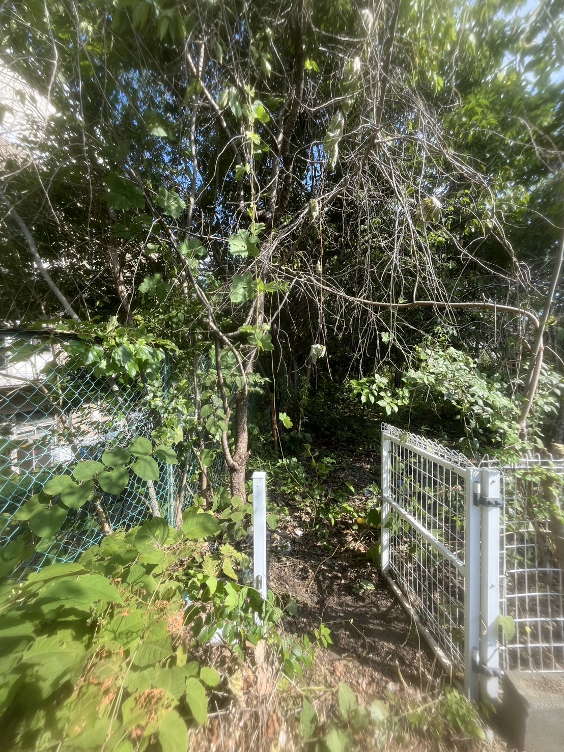 吹田市 伐採：株式会社ENISIAの伐採作業レポート