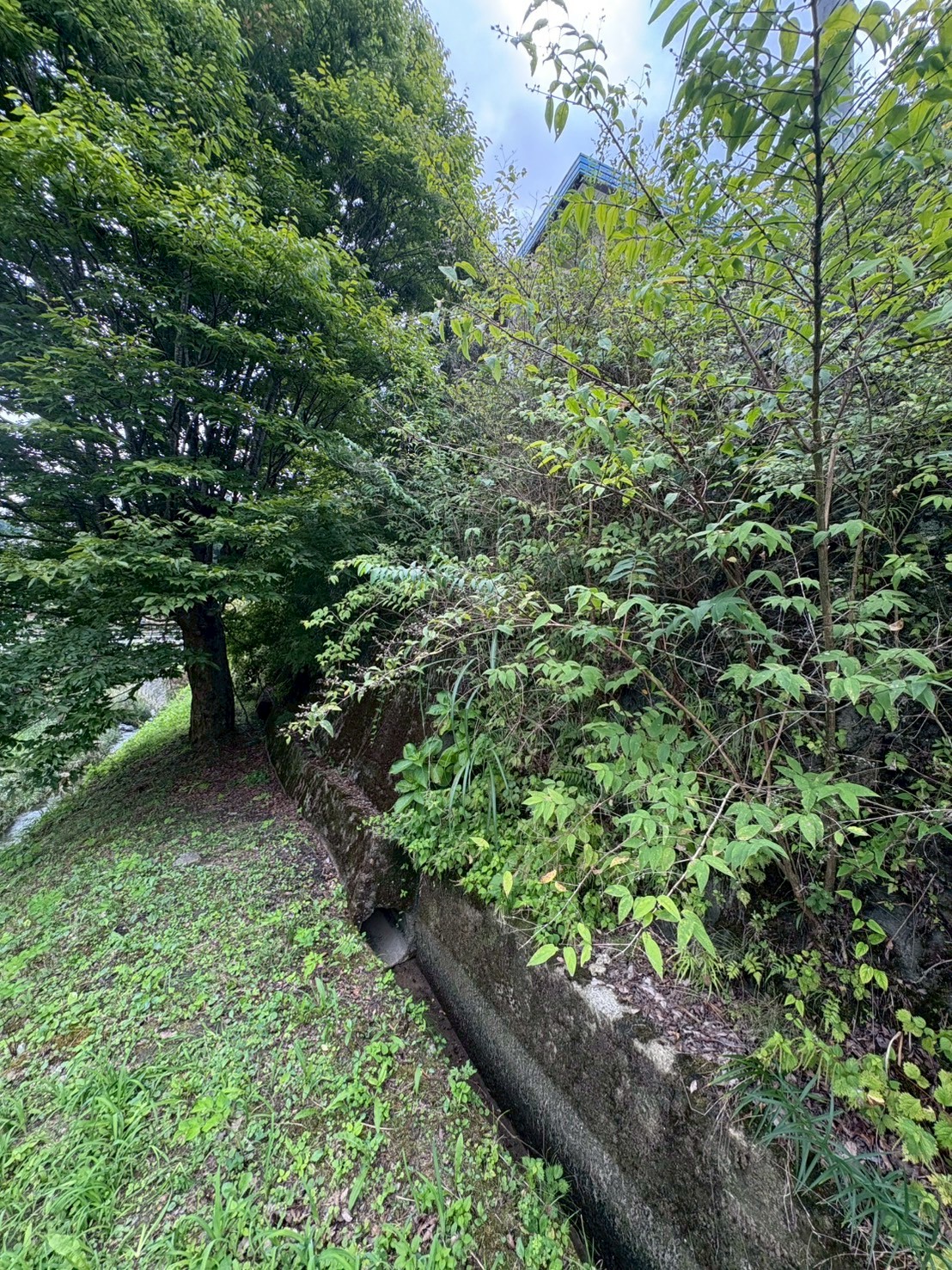 京田辺市 壁面除草：ENISIA京都店の壁面除草レポート