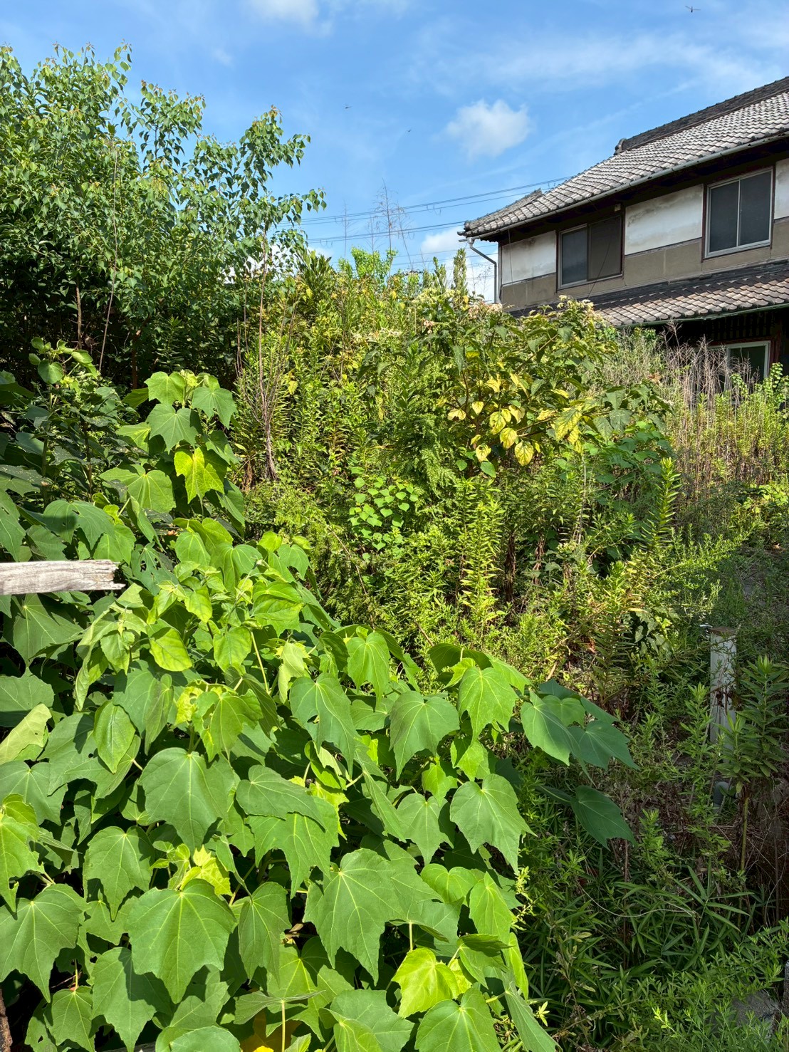 長岡京市 草刈り：ENISIA京都店の草刈りレポート