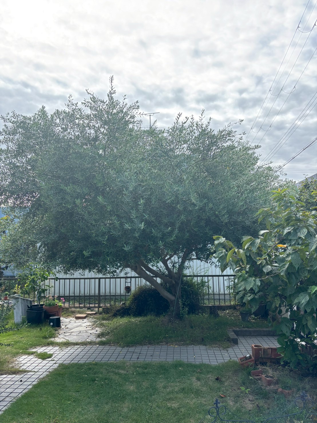 亀岡市 剪定：ENISIA京都店の剪定レポート