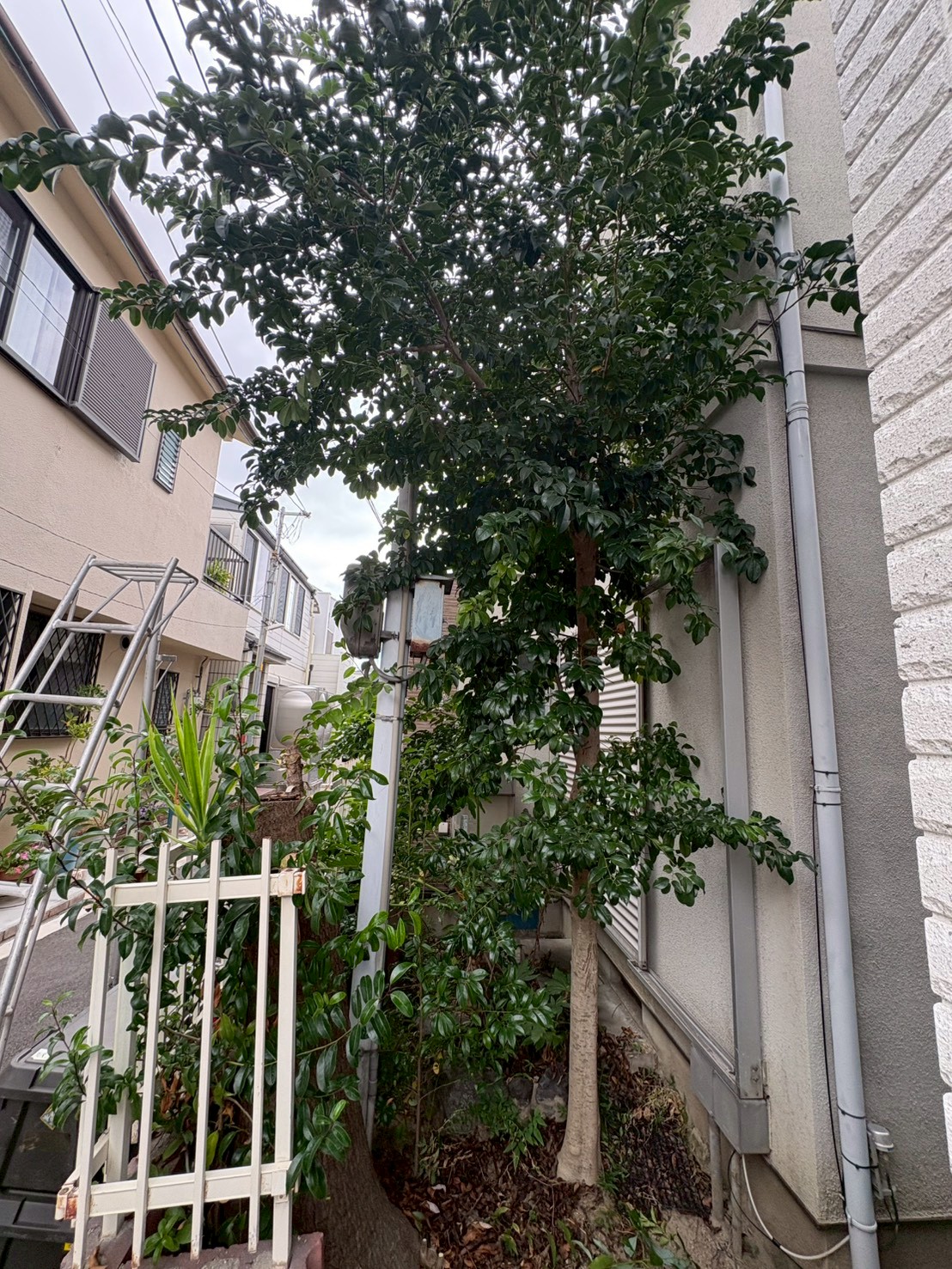 亀岡市 伐採：ENISIA京都店の伐採レポート