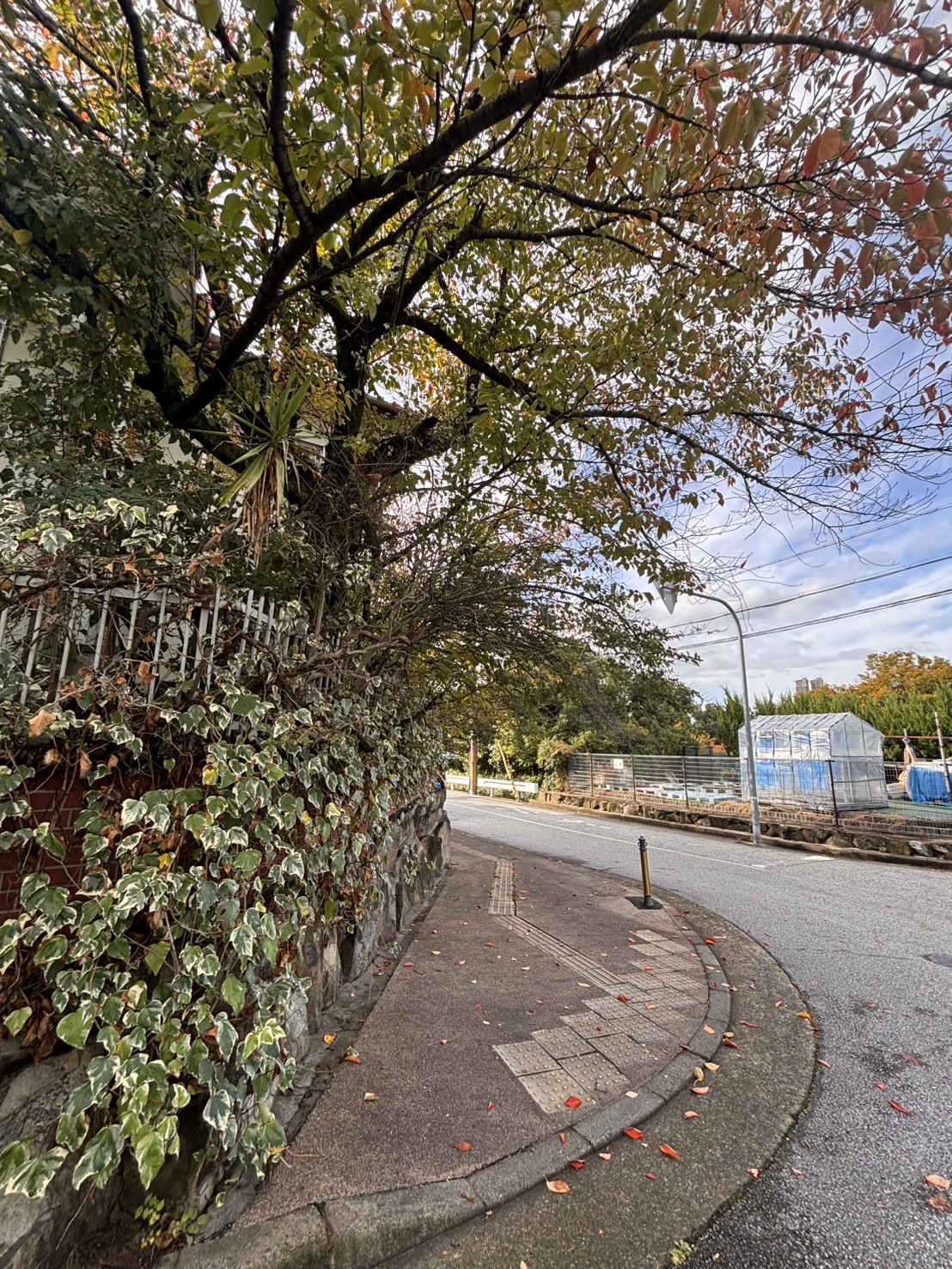 高槻市 伐採 枝打：株式会社ENISIAの伐採 枝打作業レポート