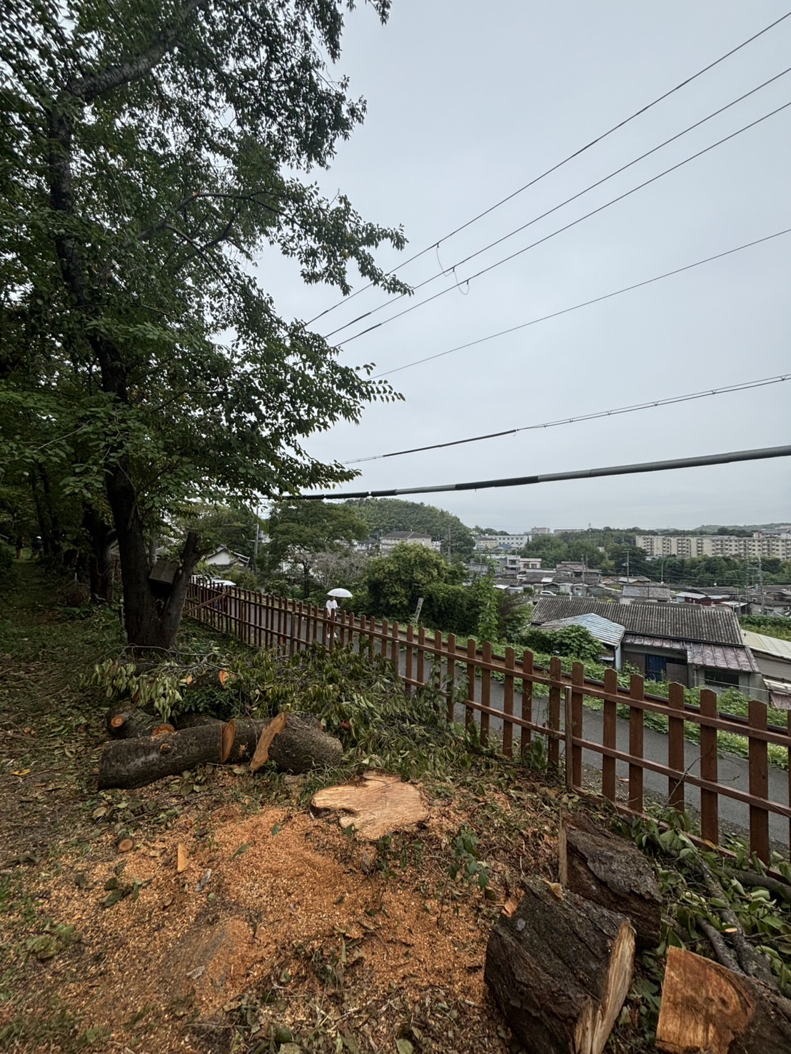 大阪 特殊伐採：株式会社ENISIAの特殊伐採作業レポート