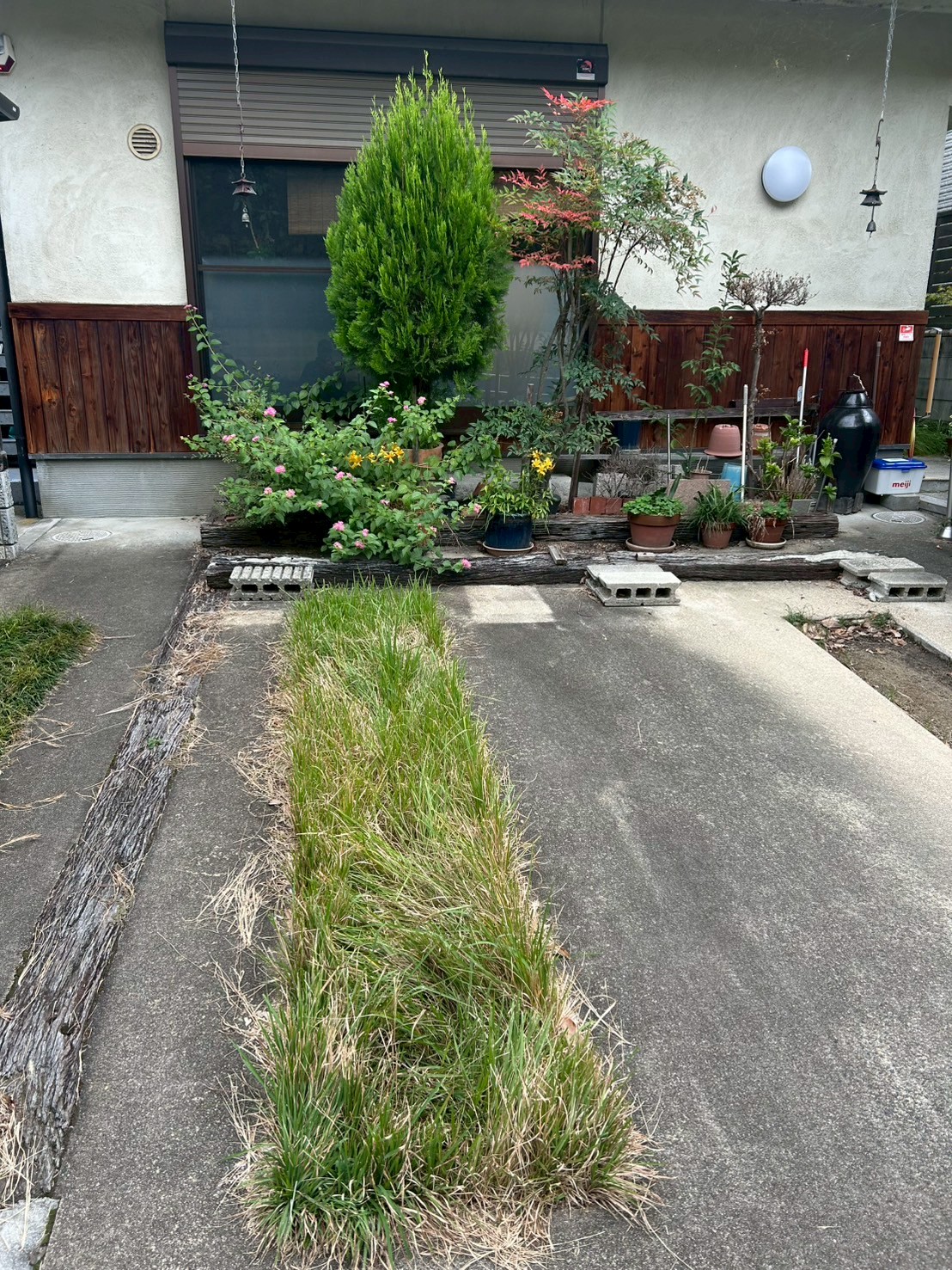 宇治市 剪定 芝刈：ENISIA京都店の剪定 芝刈レポート