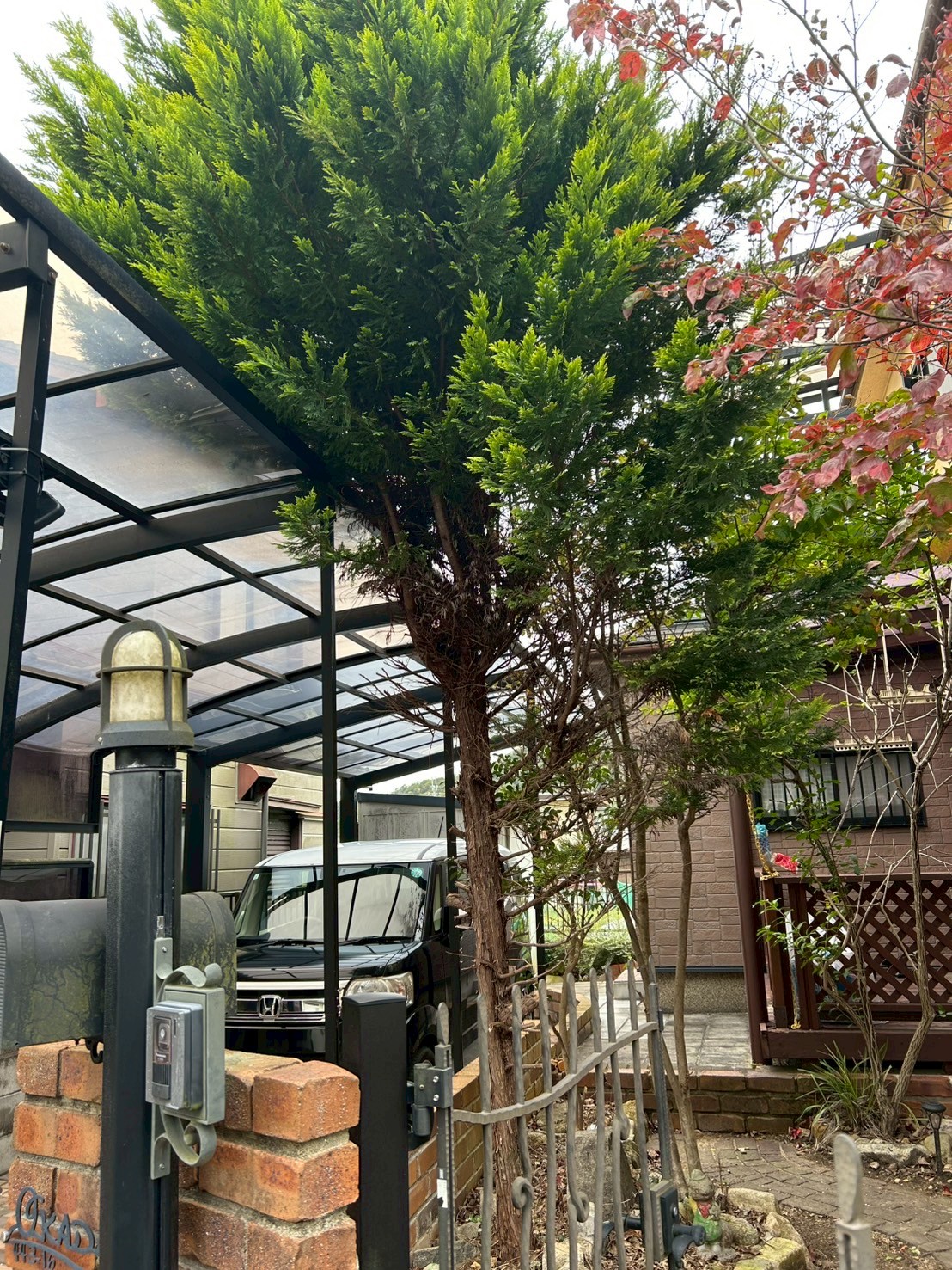 八幡市 剪定：ENISIA京都店の剪定レポート