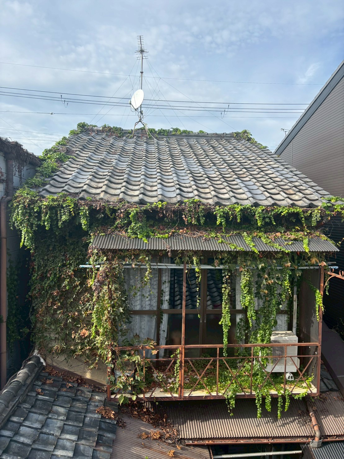 木津川市 蔦取り：ENISIA京都店の蔦取りレポート