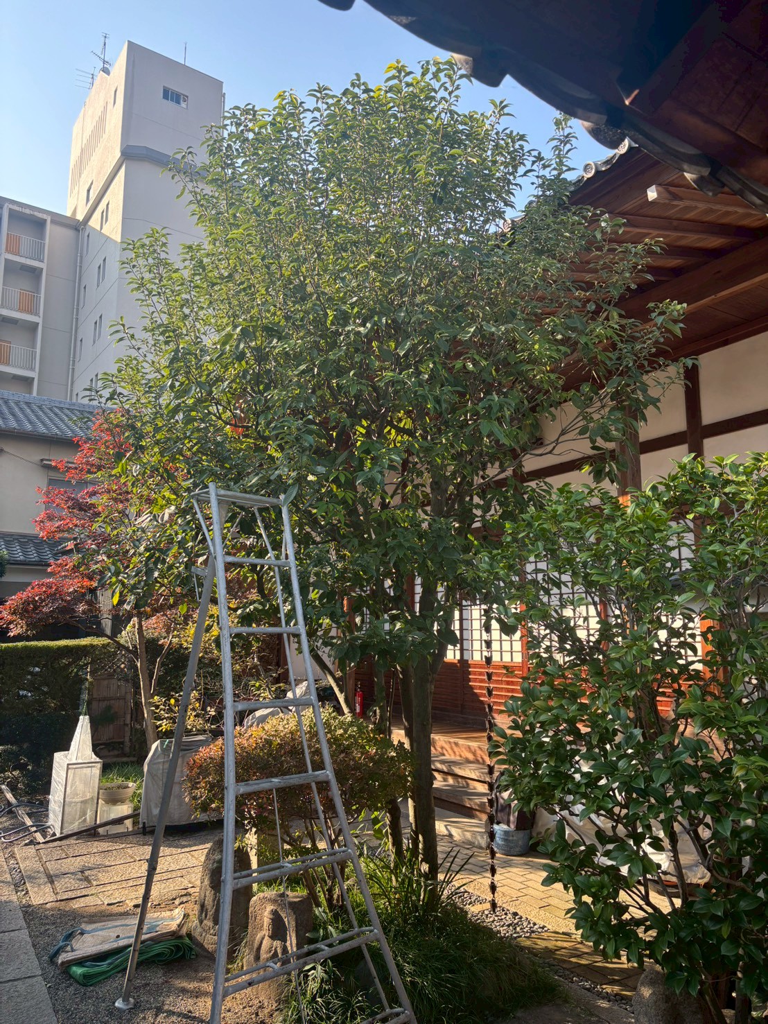 京都市 剪定：ENISIA京都店の剪定レポート