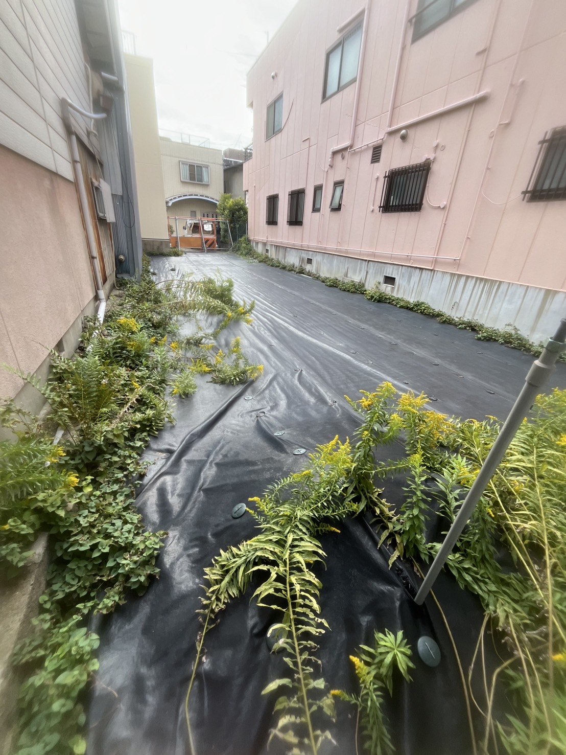 大阪市 除草：株式会社ENISIAの除草作業レポート