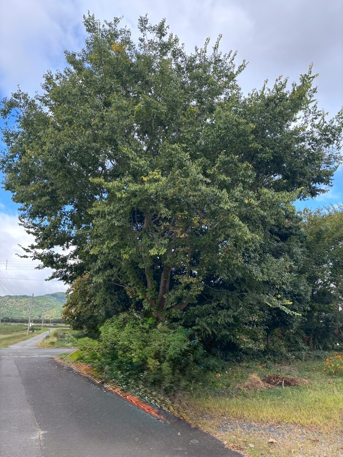 亀岡市 高木伐採：ENISIA京都店の高木伐採レポート