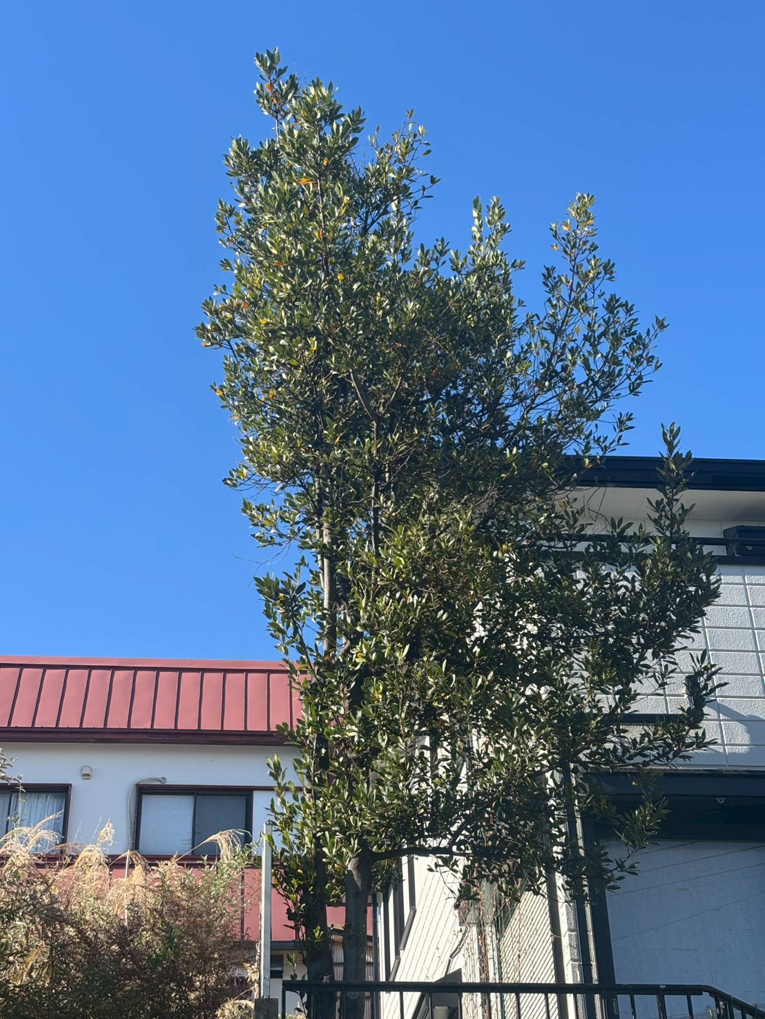 三田市 伐採：ENISIA兵庫店の伐採レポート