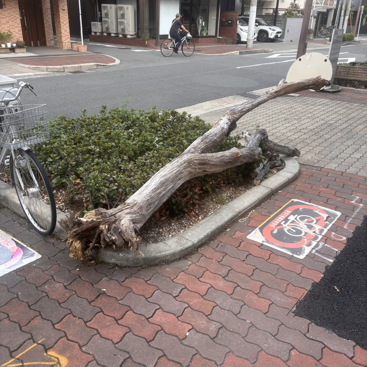 大阪市 倒木処理:株式会社ENISIAの倒木処理作業レポート