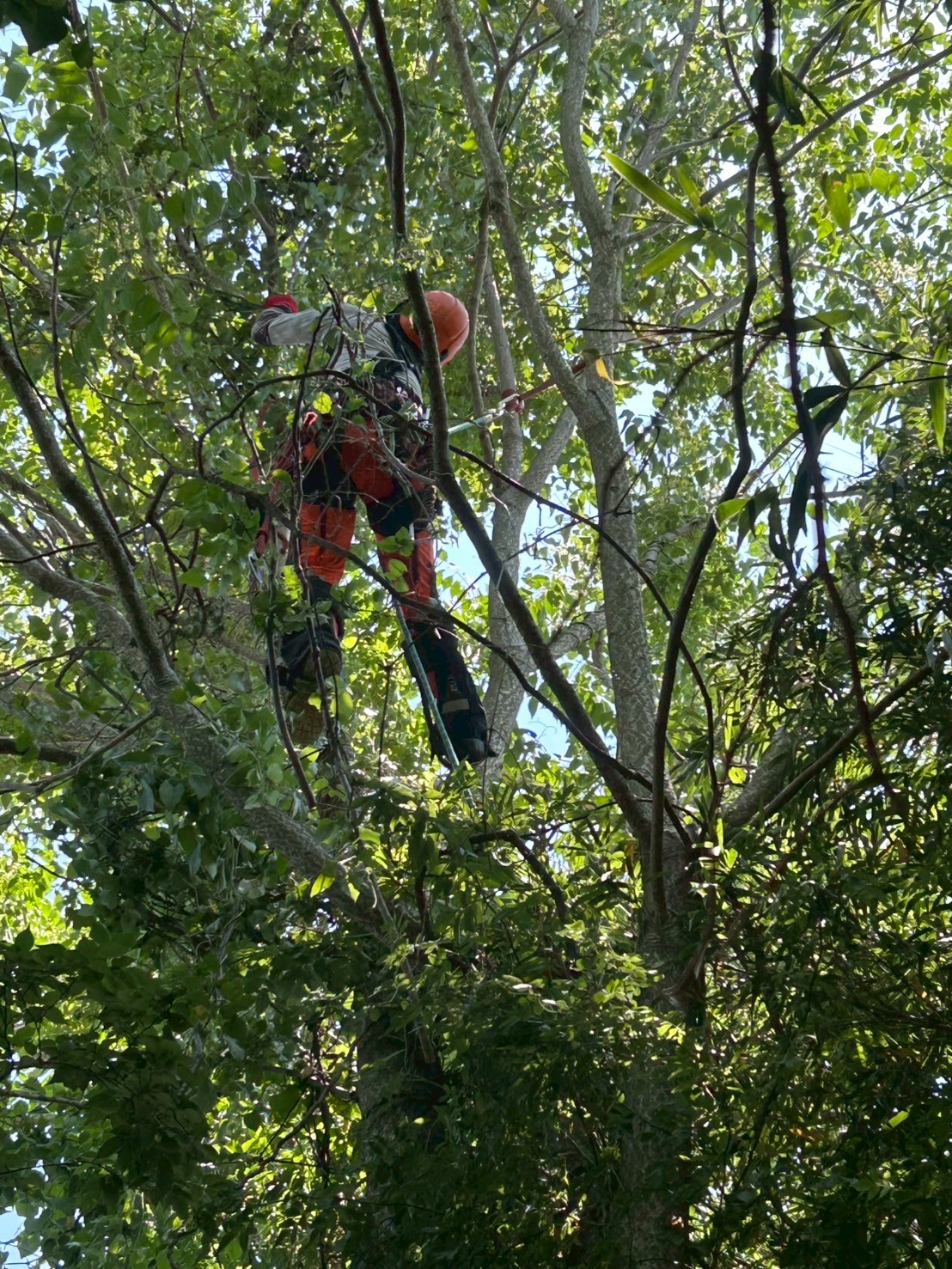 明石市 伐採 除草：ENISIA兵庫店の伐採 除草レポート