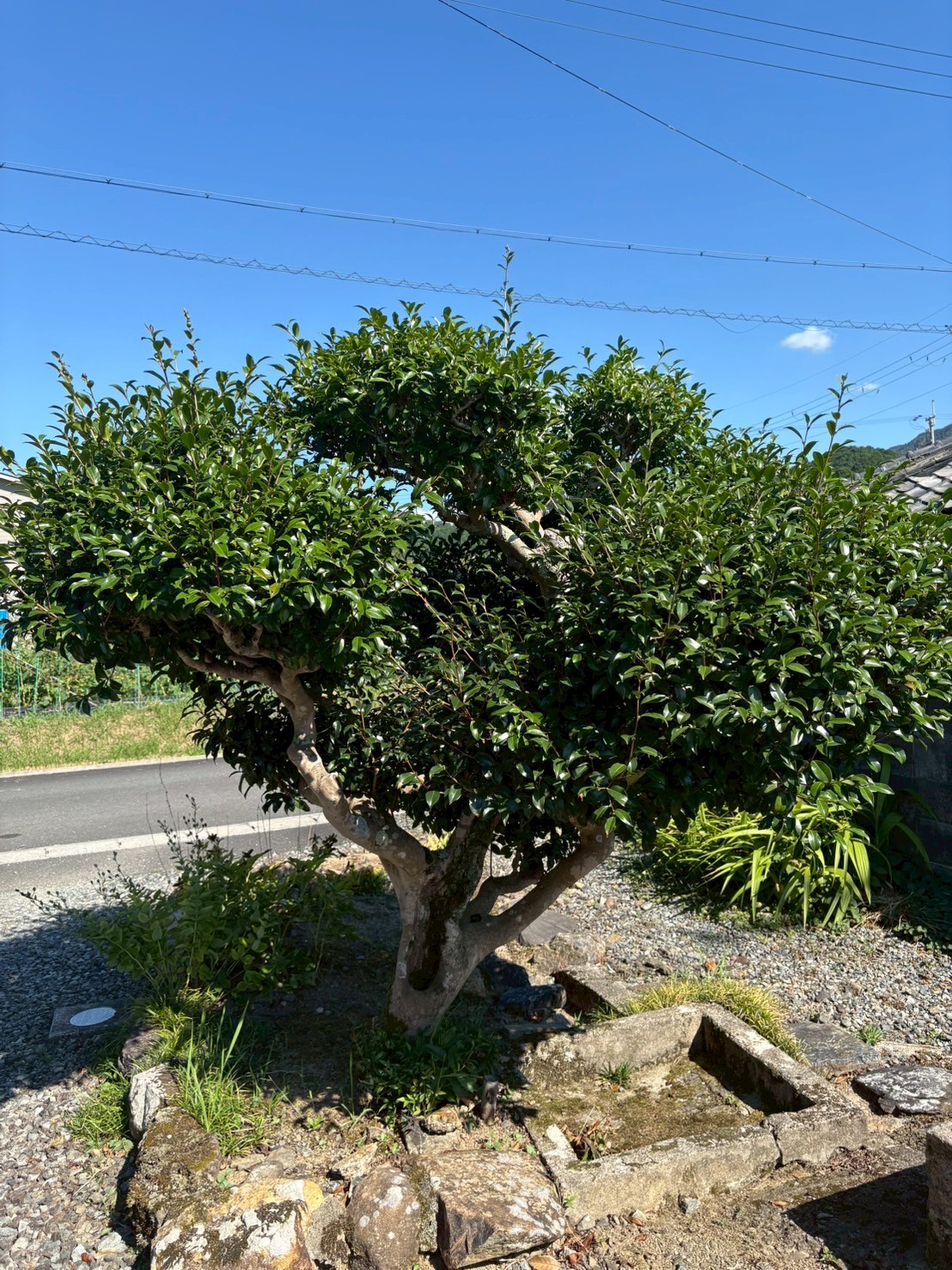 亀岡市 剪定:ENISIA京都店の剪定レポート