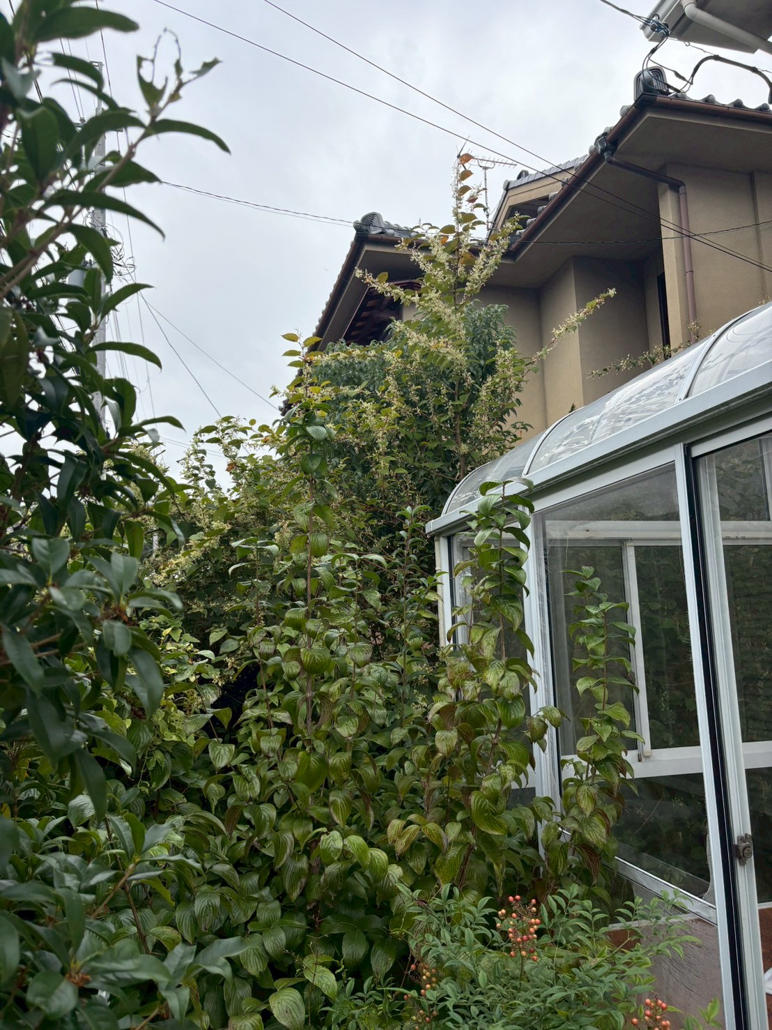 八幡市 伐採 除草：ENISIA京都店の伐採 除草レポート