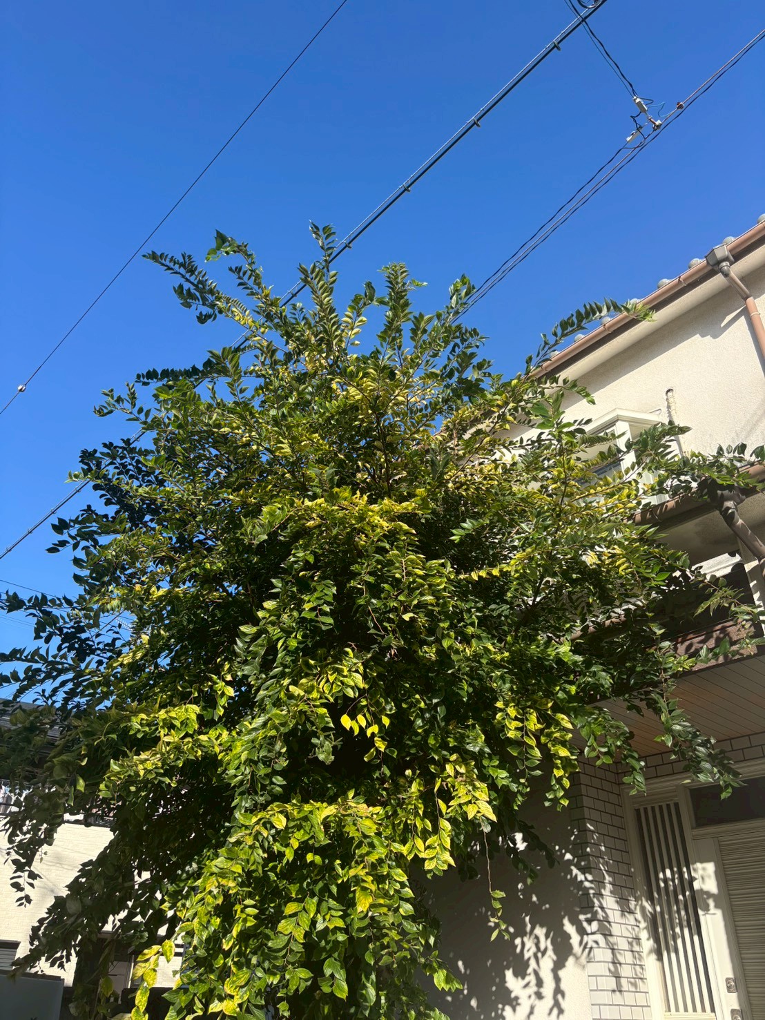 京田辺市 剪定：ENISIA京都店の剪定レポート