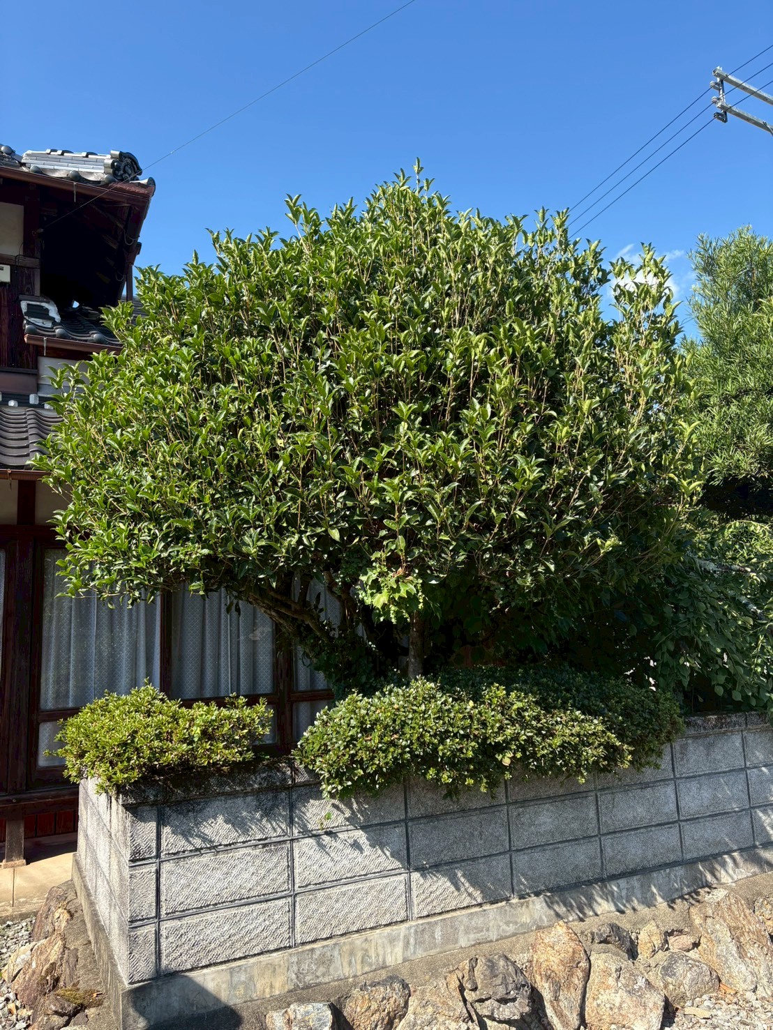 長岡京市 剪定:ENISIA京都店の剪定レポート