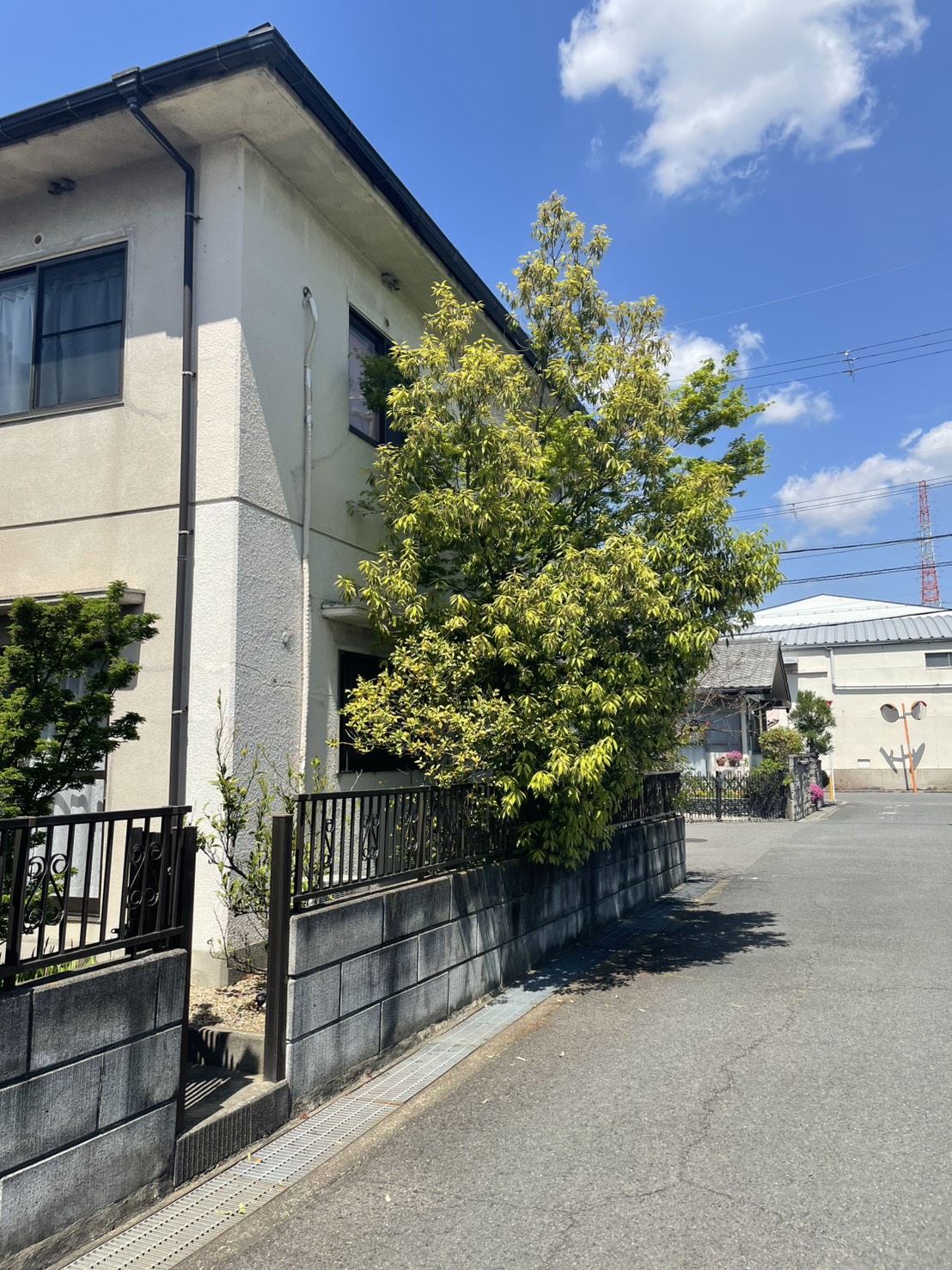 大阪市 剪定：株式会社ENISIAの剪定作業レポート