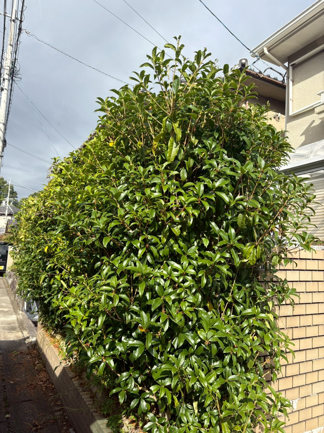 宇治市 剪定：ENISIA京都店の剪定レポート