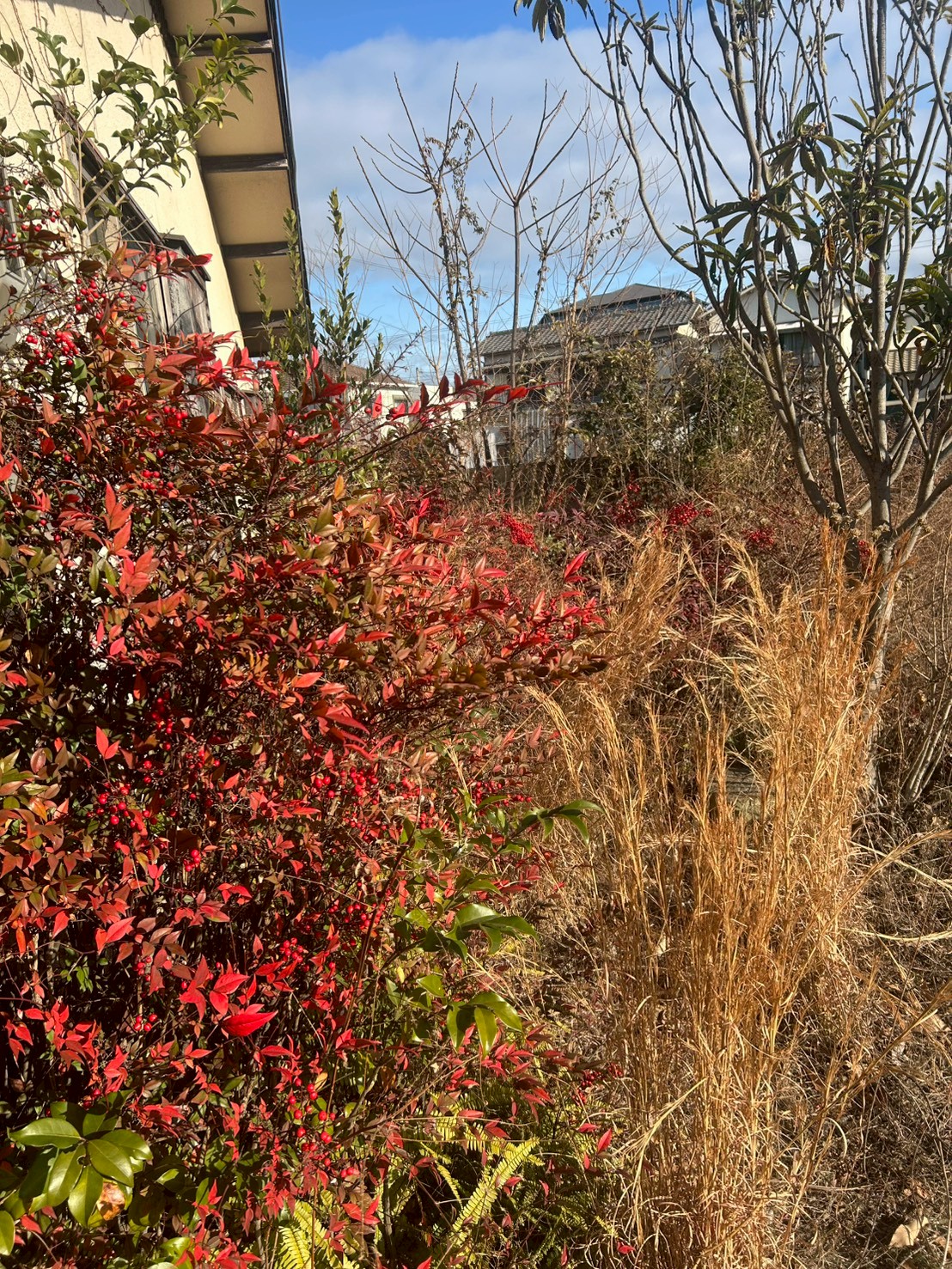 加古川市 伐採 除草：ENISIA兵庫店の伐採 除草レポート