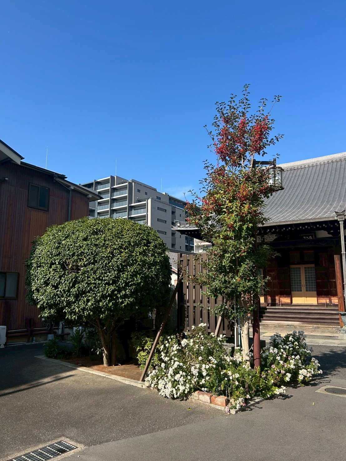 神戸市 剪定：ENISIA兵庫店の剪定レポート