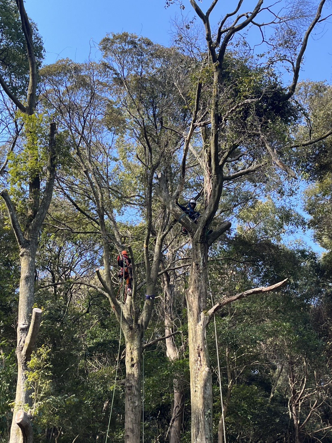 大阪 特殊伐採：株式会社ENISIAの特殊伐採作業レポート