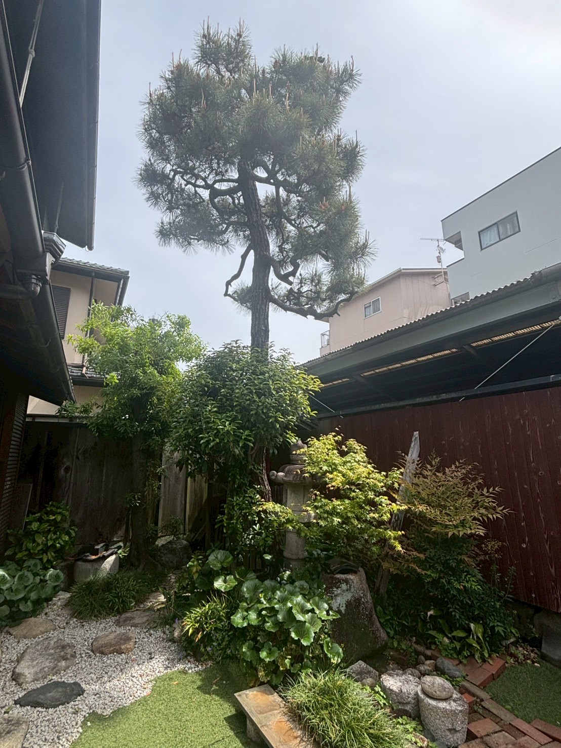 京田辺市 伐採 剪定：ENISIA京都店の伐採 剪定レポート