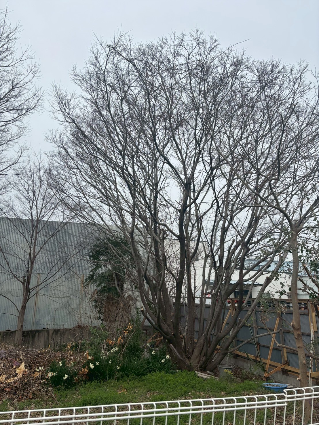 京田辺市 高木伐採：ENISIA京都店の高木伐採レポート