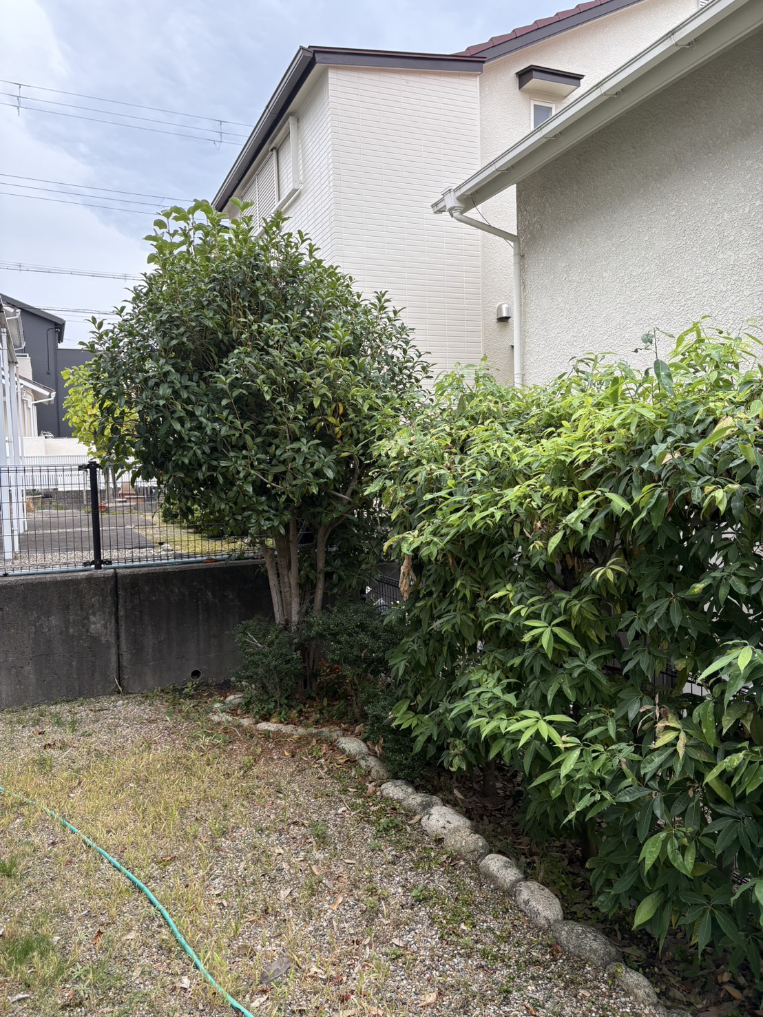 京都市 剪定:ENISIA京都店の剪定レポート