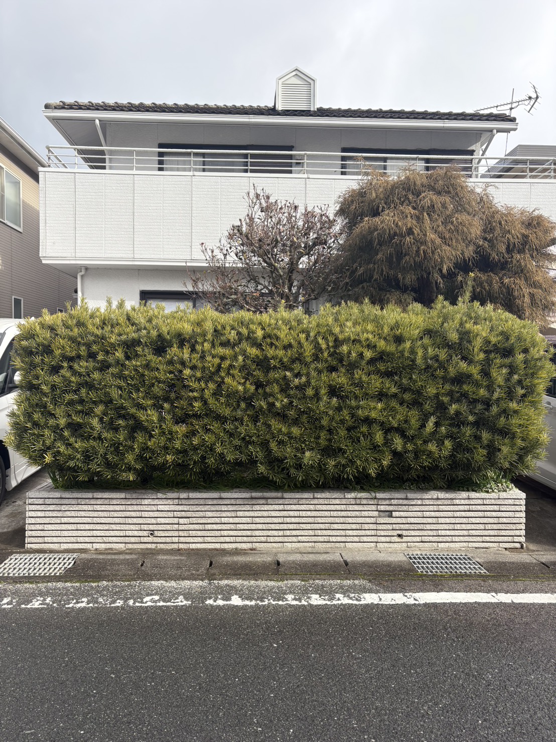 宇治市 剪定:ENISIA京都店の剪定レポート