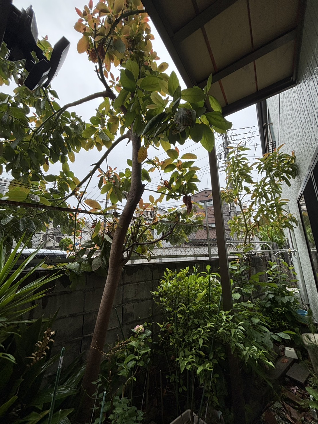 左京区 伐採：ENISIA京都店の伐採レポート