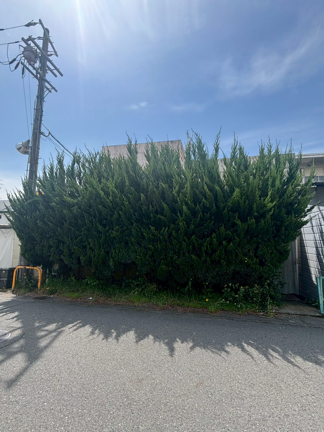 京都市 左京区 生垣剪定：ENISIA京都店の生垣剪定レポート