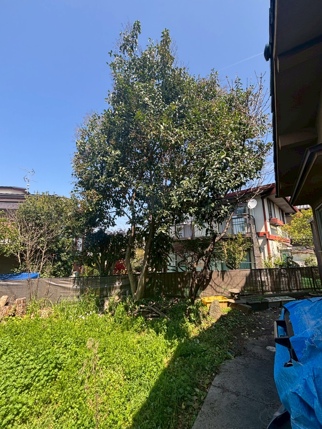 宇治市 伐採：ENISIA京都店の伐採レポート