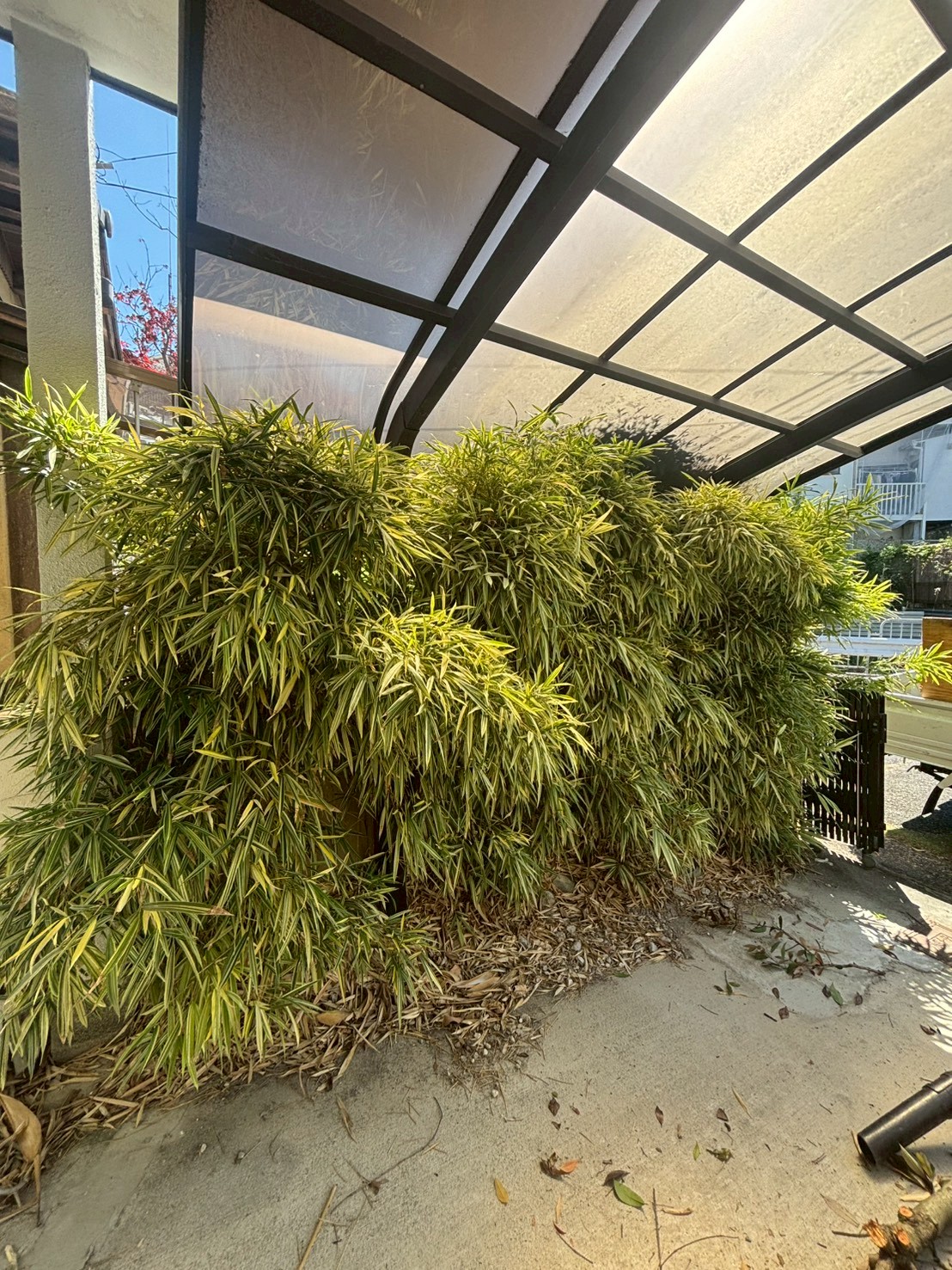 京都市 竹 伐採：ENISIA京都店の竹 伐採レポート