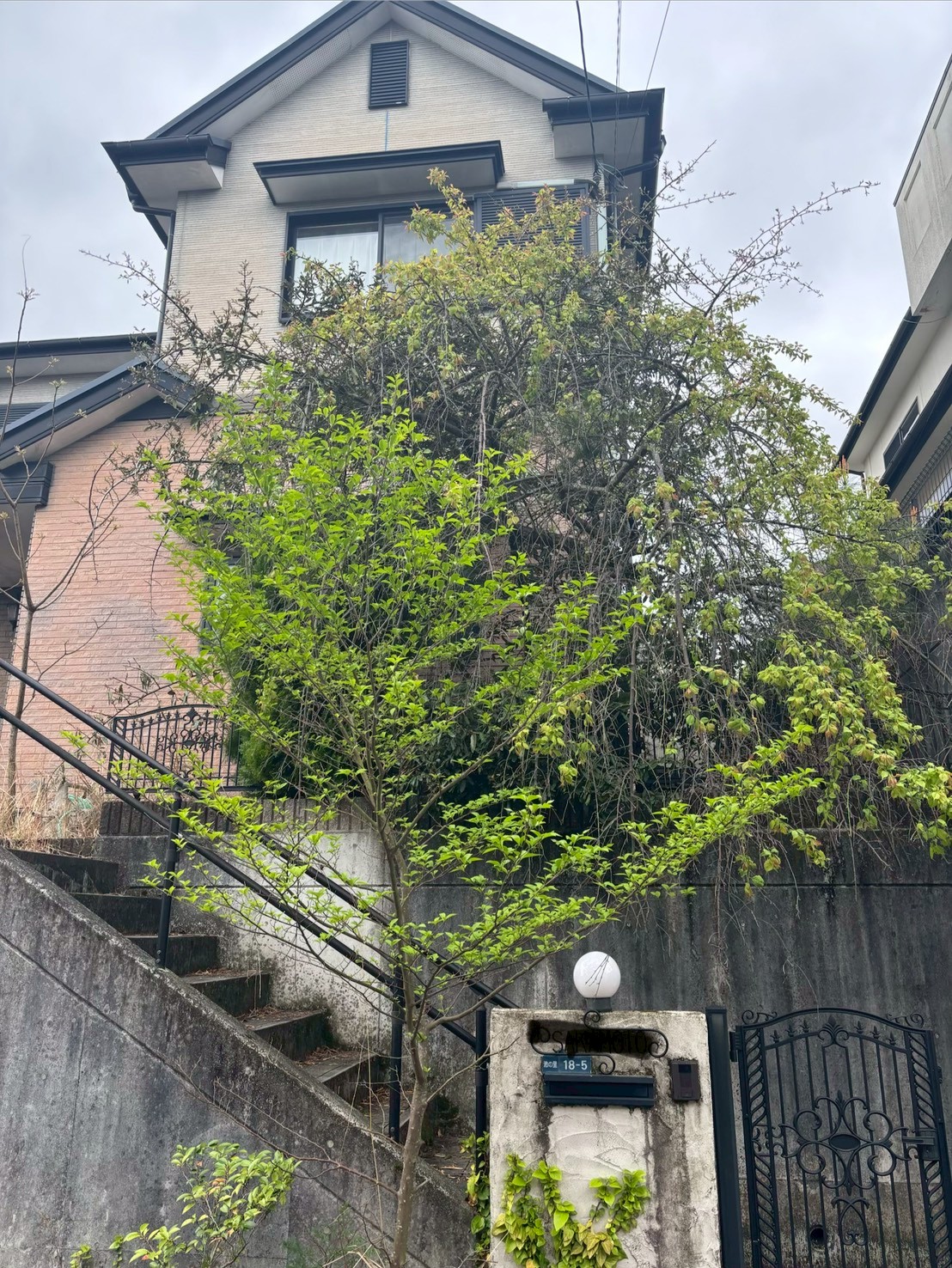 向日市 伐採 剪定：ENISIA京都店の伐採 剪定レポート