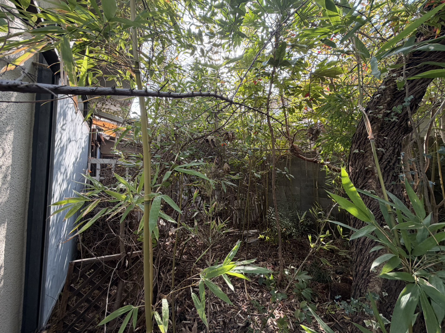 大阪 空き家 伐採:株式会社ENISIAの伐採作業レポート