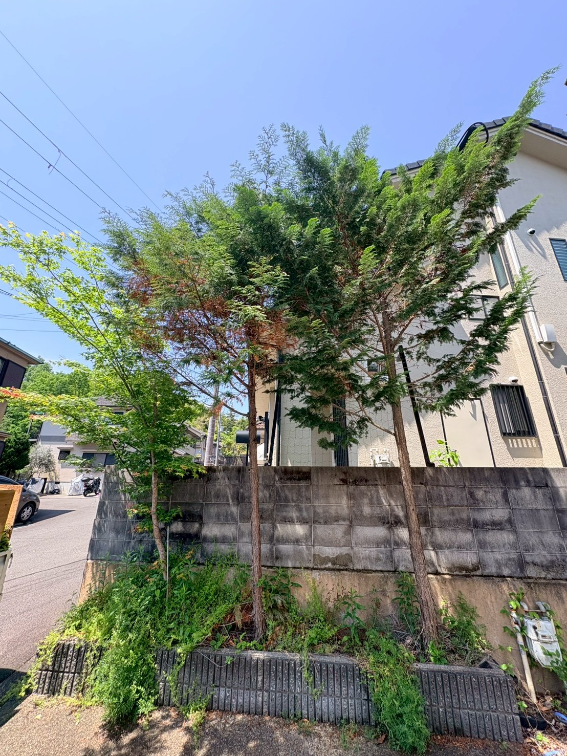 亀岡市 伐採：ENISIA京都店の伐採レポート
